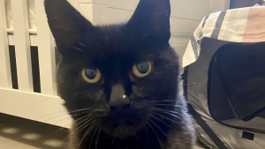 Illustration : « J’étais sous le choc », la propriétaire désespérée d’un chat disparu depuis 6 ans reçoit la nouvelle qu’elle espérait secrètement avec joie et soulagement