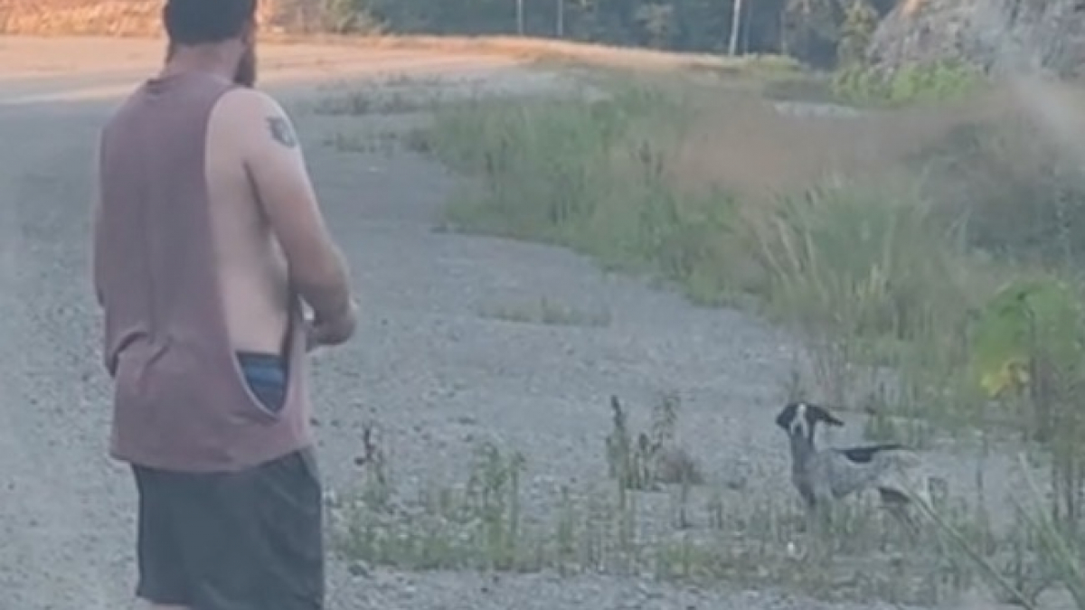 Illustration : "Alors qu'il refusait d'adopter depuis la perte de sa chienne malade, cet homme recueille définitivement un animal trouvé sur la route"