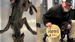 Illustration : Retrouvé squelettique, ce chien traumatisé est adopté par un vétéran de guerre après 3 mois de soins intensifs et sous les yeux humides des bénévoles