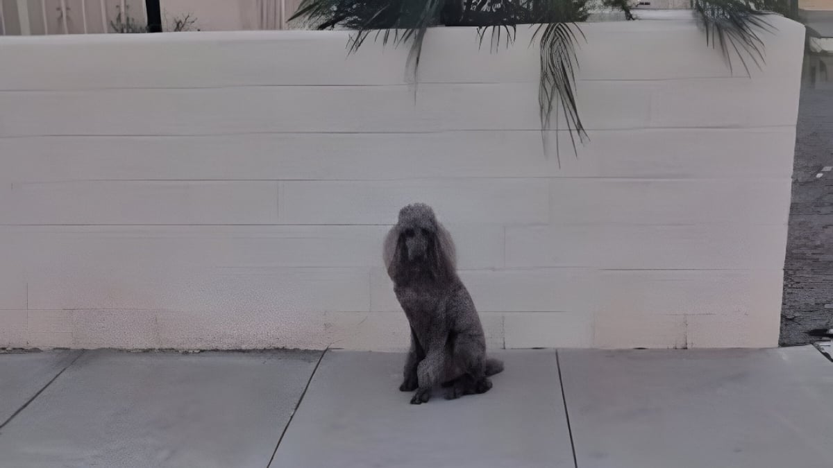 Illustration : "Alerté par son chien qui reniflait intensément une clôture, un promeneur découvre une voisine âgée tombée au sol depuis 6 heures"