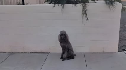 Illustration : Alert&eacute; par son chien qui reniflait intens&eacute;ment une cl&ocirc;ture, un promeneur d&eacute;couvre une voisine &acirc;g&eacute;e tomb&eacute;e au sol depuis 6 heures