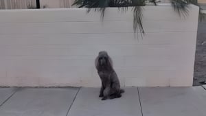 Illustration : Alert&eacute; par son chien qui reniflait intens&eacute;ment une cl&ocirc;ture, un promeneur d&eacute;couvre une voisine &acirc;g&eacute;e tomb&eacute;e au sol depuis 6 heures