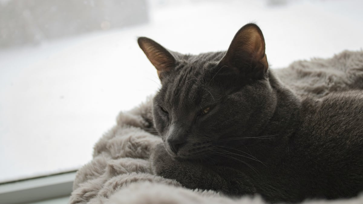 Illustration : "« 4 propriétaires sur 10 prêts à faire évoluer leurs habitudes pour le bien-être de leur animal », Agria partage ses conseils pour passer un bon hiver"