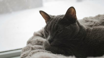 Illustration : &laquo; 4 propri&eacute;taires sur 10 pr&ecirc;ts &agrave; faire &eacute;voluer leurs habitudes pour le bien-&ecirc;tre de leur animal &raquo;, Agria partage ses conseils pour passer un bon hiver