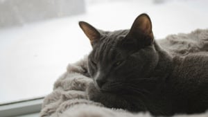 Illustration : &laquo; 4 propri&eacute;taires sur 10 pr&ecirc;ts &agrave; faire &eacute;voluer leurs habitudes pour le bien-&ecirc;tre de leur animal &raquo;, Agria partage ses conseils pour passer un bon hiver