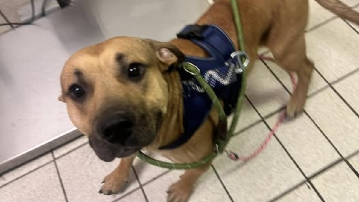 Illustration : "Après une course-poursuite achevée devant un refuge, les bénévoles recueillent immédiatement le chien du chauffard arrêté"