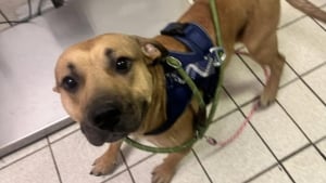 Illustration : Apr&egrave;s une course-poursuite achev&eacute;e devant un refuge, les b&eacute;n&eacute;voles recueillent imm&eacute;diatement le chien du chauffard arr&ecirc;t&eacute;