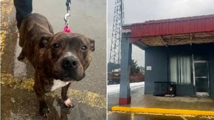 Illustration : D&eacute;couvert dans une cage par un froid glacial, ce chien abandonn&eacute; pousse la police &agrave; lancer une enqu&ecirc;te