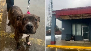 Illustration : Découvert dans une cage par un froid glacial, ce chien abandonné pousse la police à lancer une enquête