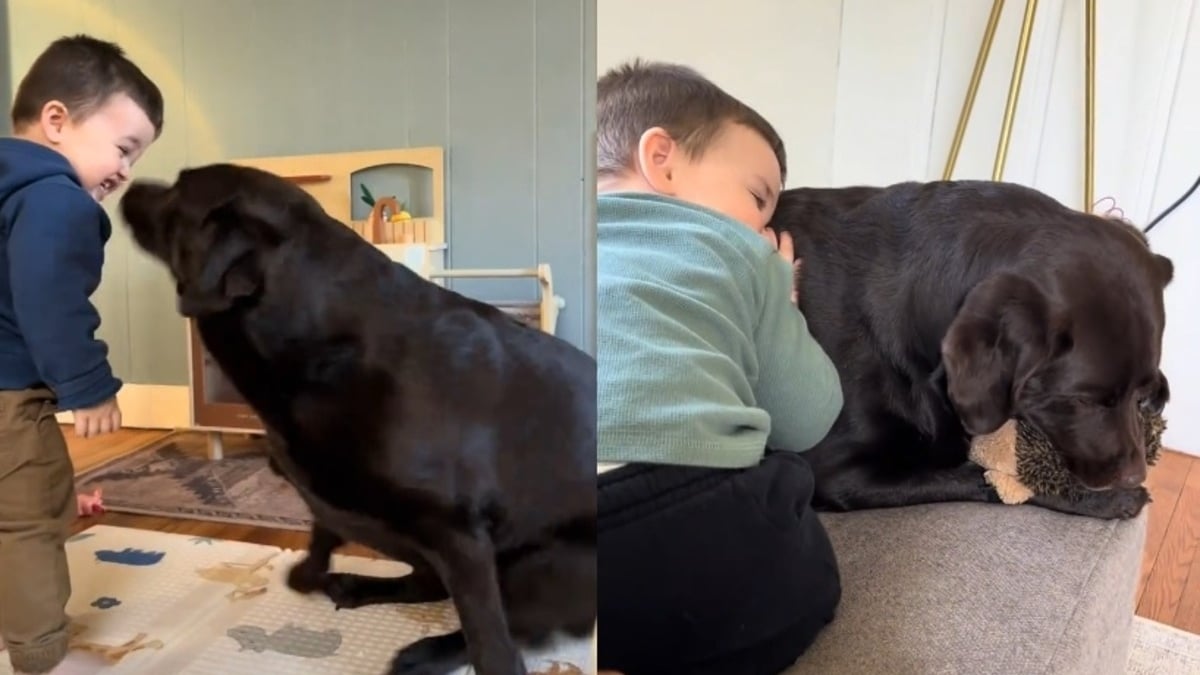 Illustration : "Un bébé éclate de rire face aux tendres pitreries de son ami chien, avec qui le lien se renforce jour après jour (vidéo)"