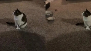 Illustration : Chaque soir, cette chatte réclamait son dessin animé préféré, mais les images de ce rituel sont devenues poignantes depuis sa disparition (vidéo)