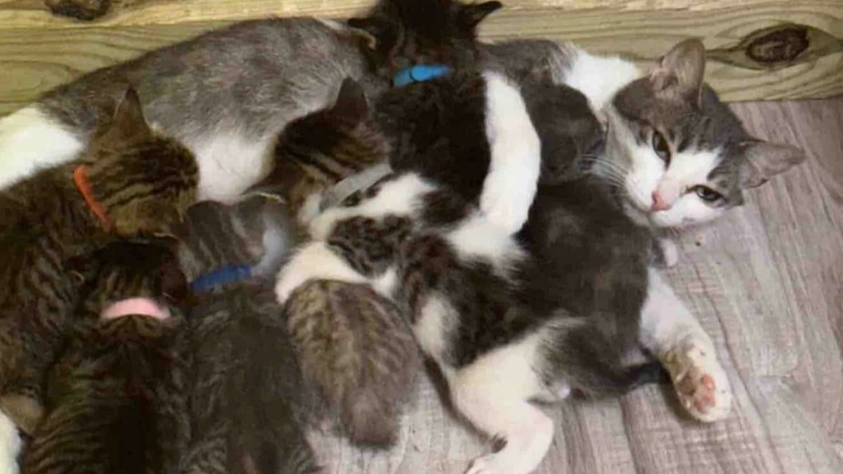 Illustration : "« Elle n'a jamais cessé d'aimer », une chatte ayant connu la peur et le deuil offre tout son amour à des chatons dans le besoin  "