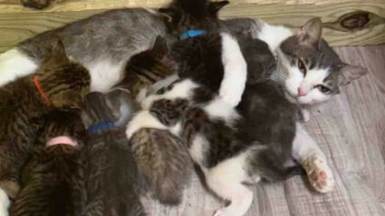 Illustration : &laquo; Elle n'a jamais cess&eacute; d'aimer &raquo;, une chatte ayant connu la peur et le deuil offre tout son amour &agrave; des chatons dans le besoin  