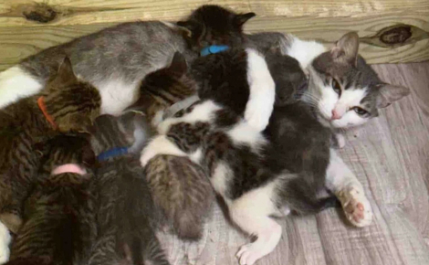 « Elle n'a jamais cessé d'aimer », une chatte ayant connu la peur et le deuil offre tout son amour à des chatons dans le besoin  