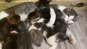 Illustration : « Elle n'a jamais cessé d'aimer », une chatte ayant connu la peur et le deuil offre tout son amour à des chatons dans le besoin  