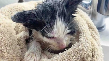 Illustration : &laquo; Il veut vraiment &ecirc;tre aim&eacute; de tous &raquo;, d&rsquo;abord timide, ce chaton trouv&eacute; dans la neige s&rsquo;assure que tout le monde re&ccedil;oit un c&acirc;lin