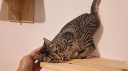 Illustration : 6 chats tigr&eacute;s dont vous pouvez changer la vie en les adoptant