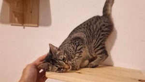 Illustration : "6 chats tigrés dont vous pouvez changer la vie en les adoptant"