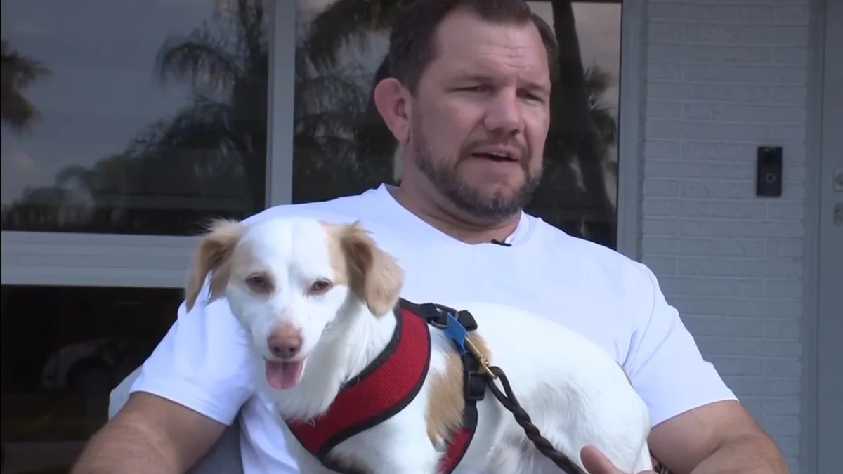 Illustration : "Témoin d'un accident, il brave le danger pour sécuriser un chien perdu et l'héberge en attendant d'en savoir plus à son sujet"