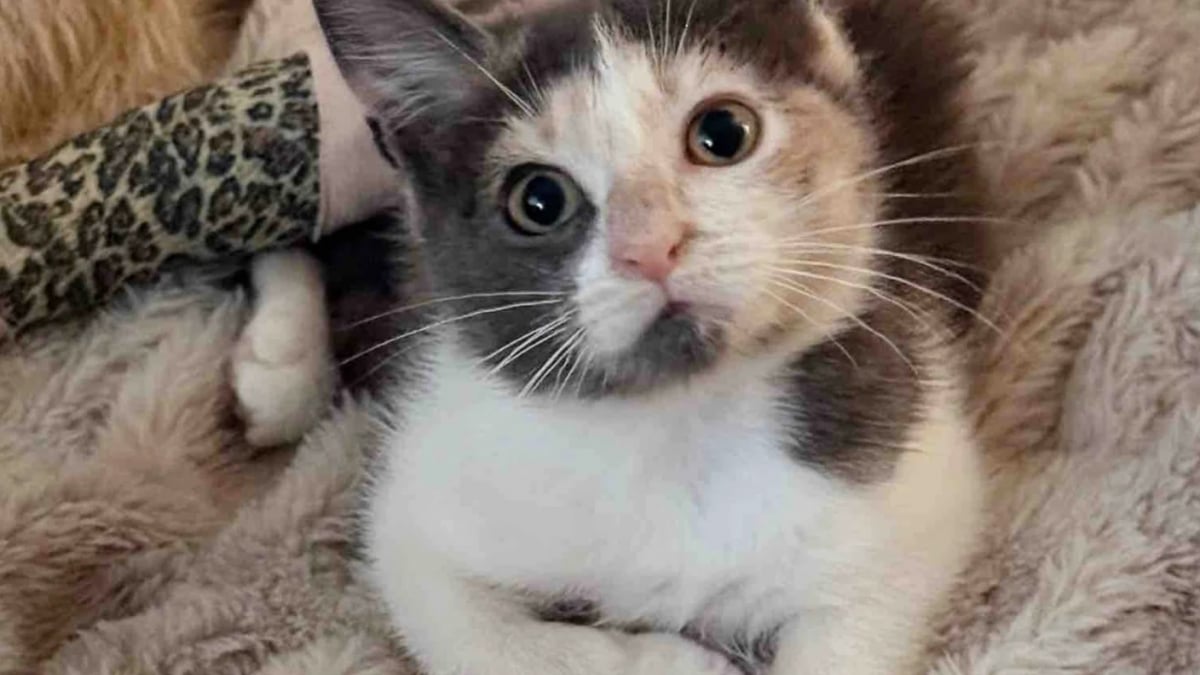 Illustration : "« Elle nous a prouvé sa force », alors qu’une amputation était prévue, une chatte aux pattes blessées déjoue les pronostics et remarche normalement"