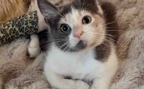 « Elle nous a prouvé sa force », alors qu’une amputation était prévue, une chatte aux pattes blessées déjoue les pronostics et remarche normalement