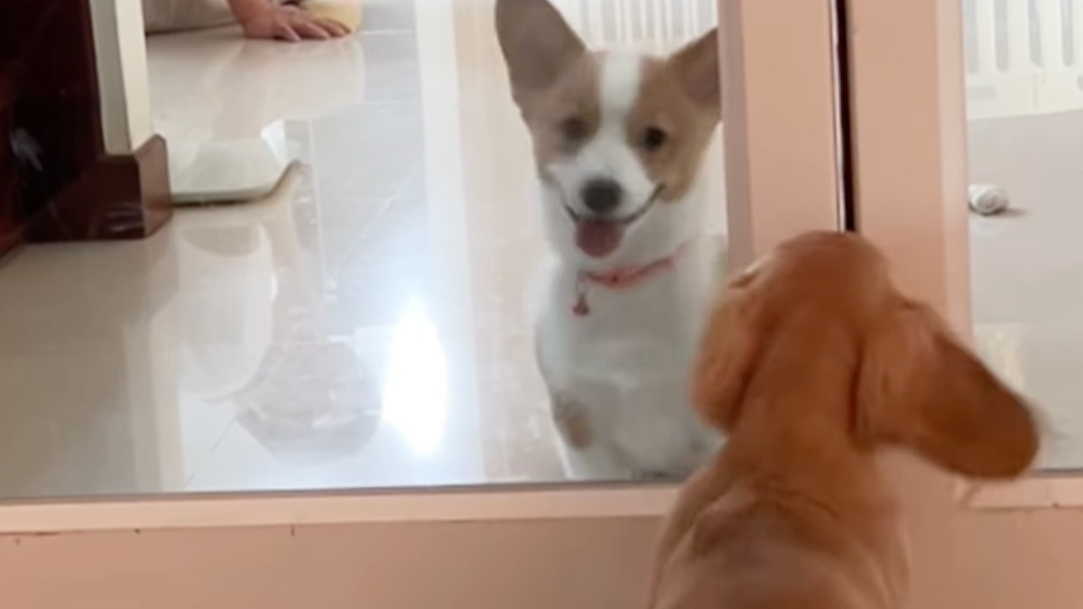 Illustration : "« Oh mon dieu, ne déménagez jamais ! », tous les matins, ce Teckel attend son voisin et meilleur ami devant sa porte (vidéo)"