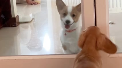 Illustration : &laquo; Oh mon dieu, ne d&eacute;m&eacute;nagez jamais ! &raquo;, tous les matins, ce Teckel attend son voisin et meilleur ami devant sa porte (vid&eacute;o)