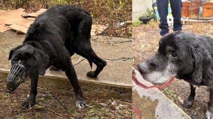 Illustration : Musel&eacute; et les pattes attach&eacute;es avec du fil barbel&eacute;, ce chien s&eacute;nior s'endort dans les bras d'un policier venu le sauver