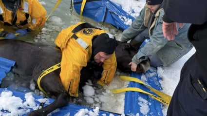 Illustration : En allant chercher sa jument au p&acirc;turage, un fermier d&eacute;couvre avec effroi qu&rsquo;elle est prisonni&egrave;re d&rsquo;une piscine d&rsquo;eau glac&eacute;e (vid&eacute;o)