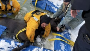 Illustration : "En allant chercher sa jument au pâturage, un fermier découvre avec effroi qu’elle est prisonnière d’une piscine d’eau glacée (vidéo)"