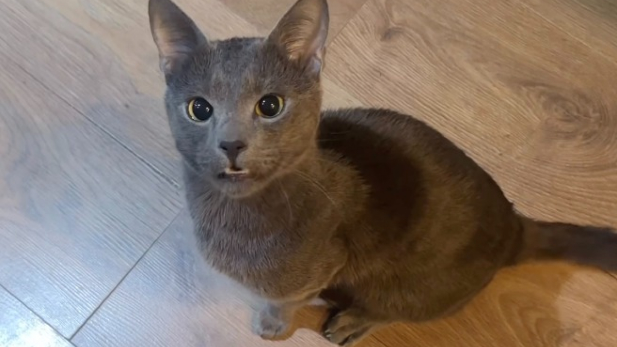 Illustration : "« À ceux qui rêvent d’un chat bavard », voici la mise en garde du maître d’un félin qui a toujours quelque chose à dire (vidéo)"