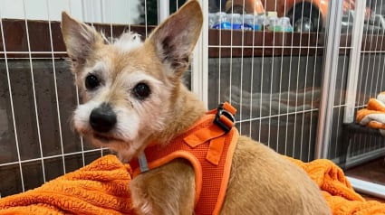 Illustration : &laquo; Nous sommes tellement heureux pour elle &raquo;, un refuge se r&eacute;jouit de l&rsquo;adoption d&rsquo;une chienne abandonn&eacute;e de 14 ans apr&egrave;s une longue attente (vid&eacute;o)