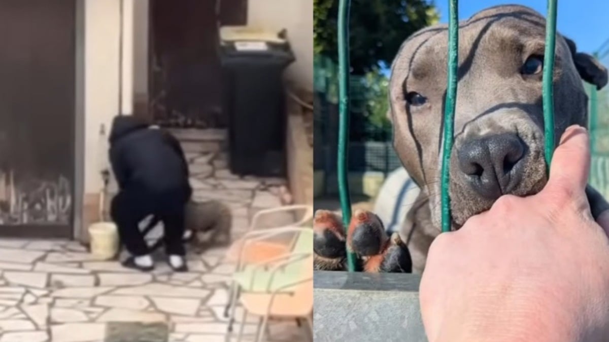 Illustration : "Battu après avoir été acheté via une annonce, ce chien tire un trait sur son triste passé grâce à une association"