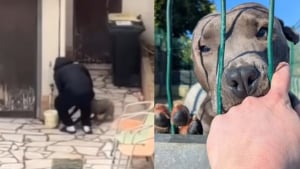 Illustration : Battu apr&egrave;s avoir &eacute;t&eacute; achet&eacute; via une annonce, ce chien tire un trait sur son triste pass&eacute; gr&acirc;ce &agrave; une association