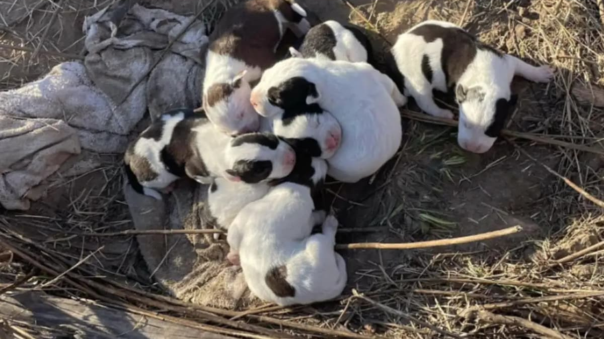 Illustration : "En pleine broussaille et loin de tout, 3 chiens et 7 chiots entrevoient l'espoir après un appel à l'aide sur les réseaux sociaux"