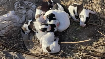 Illustration : En pleine broussaille et loin de tout, 3 chiens et 7 chiots entrevoient l'espoir apr&egrave;s un appel &agrave; l'aide sur les r&eacute;seaux sociaux