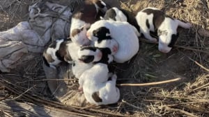 Illustration : En pleine broussaille et loin de tout, 3 chiens et 7 chiots entrevoient l'espoir apr&egrave;s un appel &agrave; l'aide sur les r&eacute;seaux sociaux