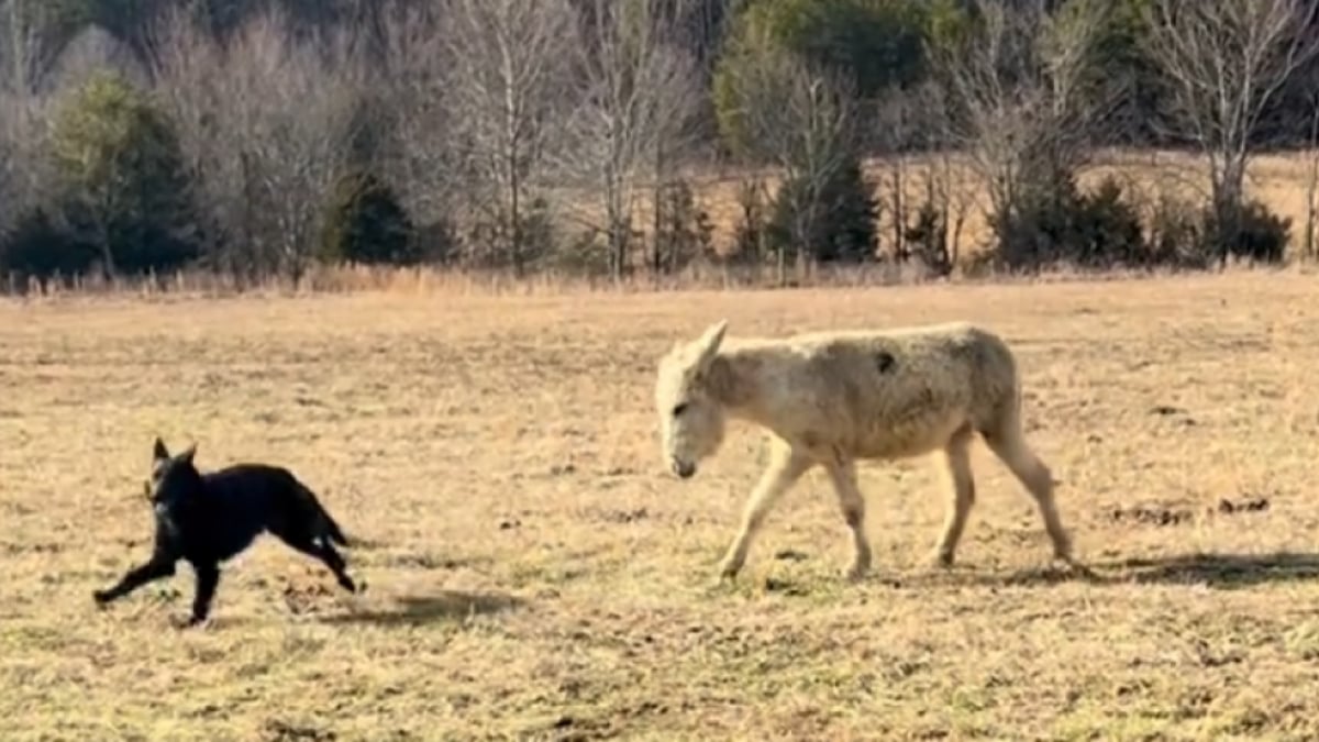 Illustration : "« Il ne la laisse jamais seule », au coeur d’une ferme, un Berger Allemand et un âne prouvent que l’amitié n’a aucune règle"
