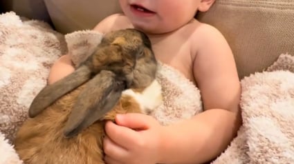 Illustration : &laquo; Les lapins ne font pas &ccedil;a avec n&rsquo;importe qui &raquo;, blotti contre son ami lapin, ce b&eacute;b&eacute; savoure un moment de tendresse