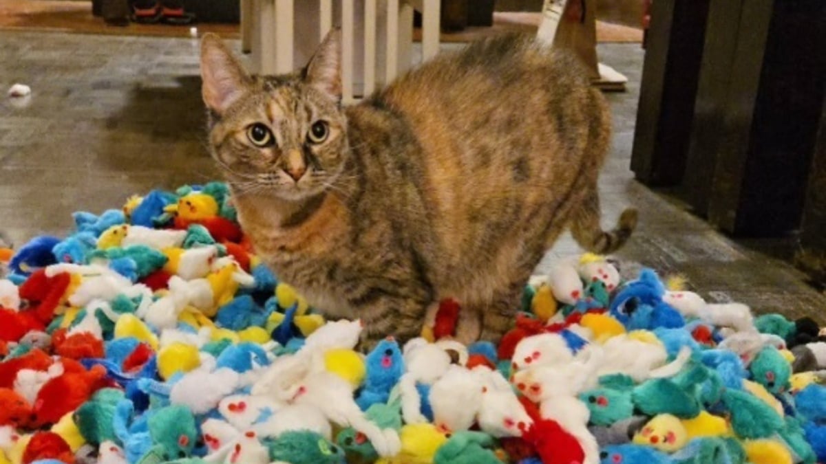 Illustration : "Cette chatte est sous le choc, sa maîtresse a découvert sa cachette secrète où s'entassent des centaines de souris en peluche (vidéo)"