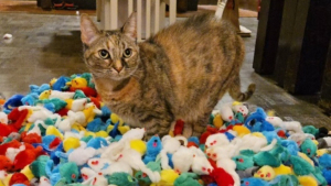 Illustration : Cette chatte est sous le choc, sa maîtresse a découvert sa cachette secrète où s'entassent des centaines de souris en peluche (vidéo)