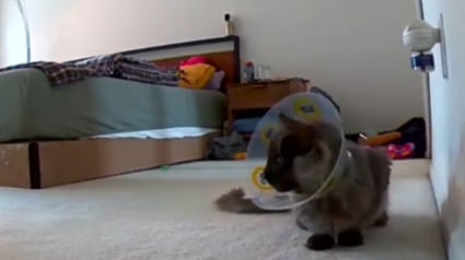 Illustration : Ils partent faire les courses pensant leur chat endormi apr&egrave;s son op&eacute;ration, ils font demi-tour en le voyant pleurer sur la cam&eacute;ra &agrave; cause de sa collerette (vid&eacute;o)