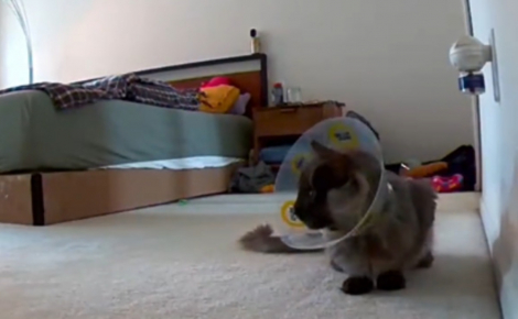 Ils partent faire les courses pensant leur chat endormi après son opération, ils font demi-tour en le voyant pleurer sur la caméra à cause de sa collerette (vidéo)