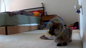 Illustration : Ils partent faire les courses pensant leur chat endormi après son opération, ils font demi-tour en le voyant pleurer sur la caméra à cause de sa collerette (vidéo)