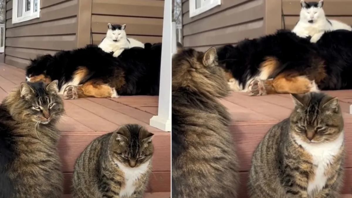 Illustration : "Adepte du luxe, ce chat d’extérieur choisit le dos d’un chien comme coussin et amuse sa maîtresse (vidéo)"