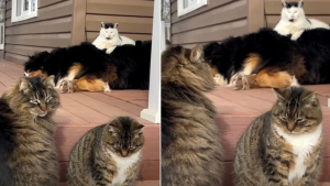 Illustration : Adepte du luxe, ce chat d’extérieur choisit le dos d’un chien comme coussin et amuse sa maîtresse (vidéo)