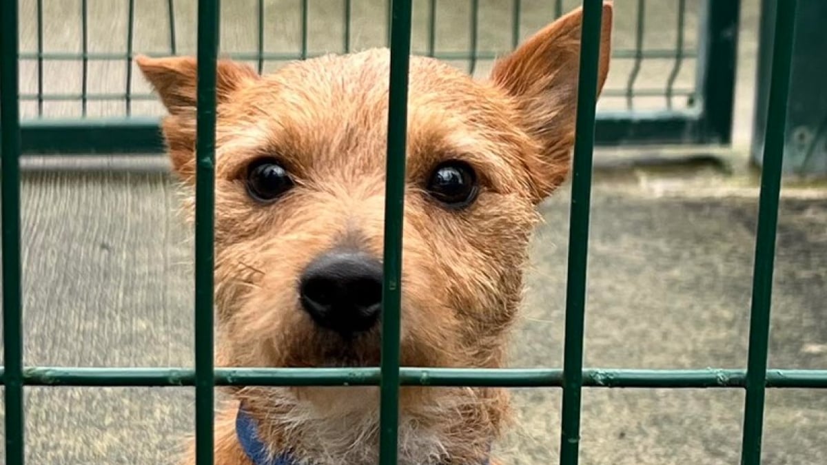 Illustration : "Déposé pour un simple toilettage, ce petit chien a finalement été transféré dans un refuge le lendemain car son maître n'est jamais revenu le chercher"