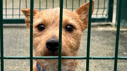 Illustration : D&eacute;pos&eacute; pour un simple toilettage, ce petit chien a finalement &eacute;t&eacute; transf&eacute;r&eacute; dans un refuge le lendemain car son ma&icirc;tre n'est jamais revenu le chercher