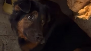 Illustration : Ce chien sénior ne connaissait que l'errance et traînait une énorme tumeur, une opération complexe et risquée change son destin (vidéo)