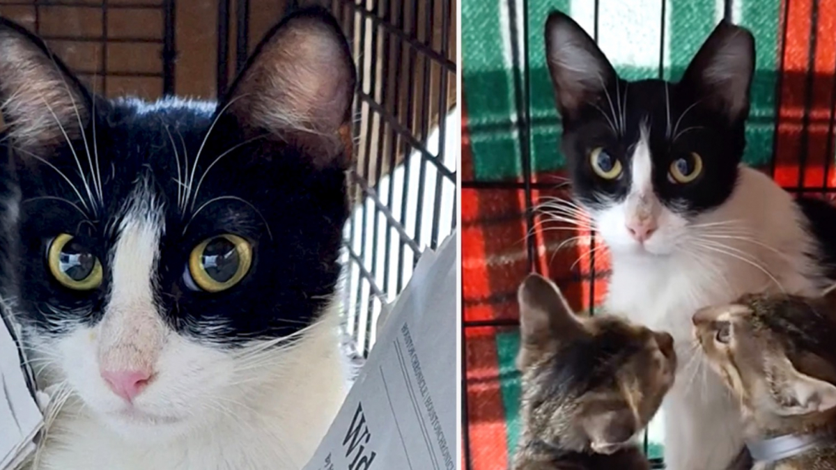 Illustration : "« Comme s’ils ne s’étaient jamais quittés », une chatte errante isolée par nécessité retrouve ses petits après son hospitalisation"